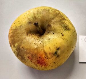 Heirloom apple, Chusan variety