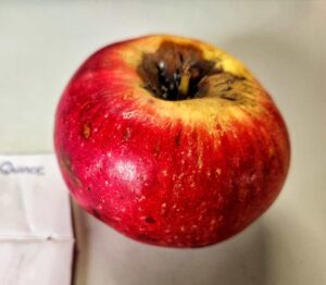 Heirloom apple, Cole's Quince variety