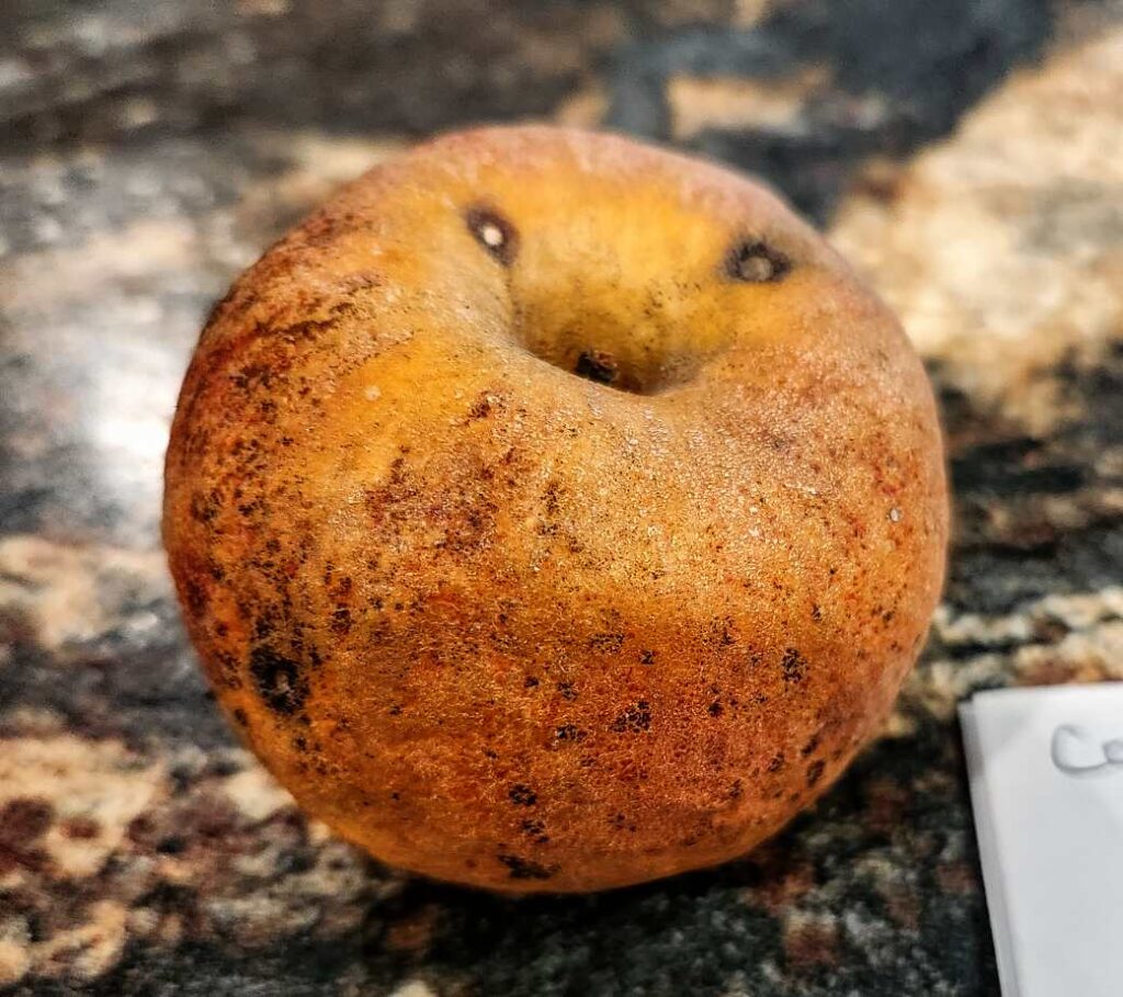Heirloom Apples of Seed Savers Exchange - Grumpy Pants Plants