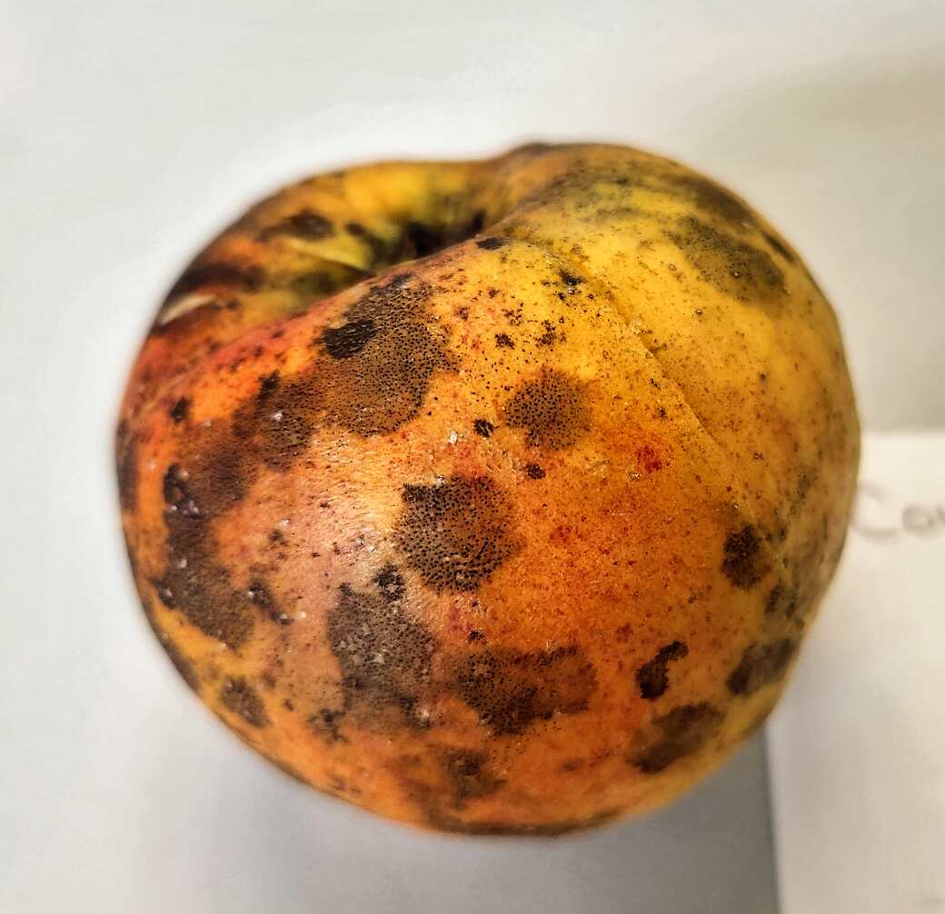 Heirloom Apples of Seed Savers Exchange - Grumpy Pants Plants