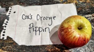 Heirloom apple, Cox's Orange Pippin variety