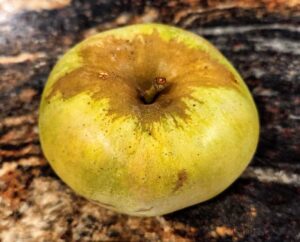 Heirloom apple, Egremont Russet variety