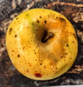 Heirloom apple, Green Pippin variety