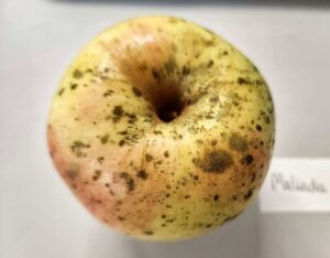 Heirloom apple, Malinda variety