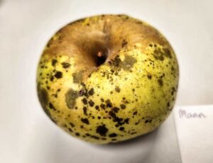 Heirloom apple, Mann (Delitz) variety