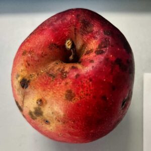 Heirloom apple, Mountain Red Coat variety