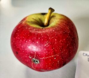 Heirloom apple, Old Fashioned Limbertwig variety