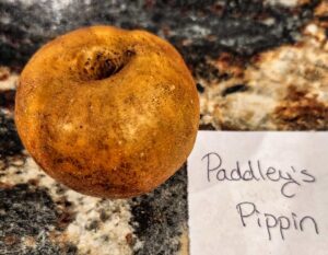 Heirloom apple, Paddley's Pippin variety