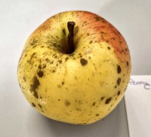 Heirloom apple, Penny Gold variety