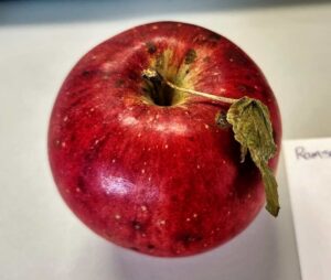 Heirloom apple, Ramsdell Sweet variety