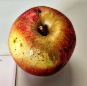 Heirloom apple, Reinette des Carnes variety