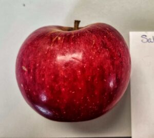 Heirloom apple, Salome variety