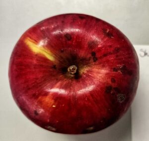 Heirloom apple, Shirascee variety