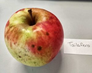 Heirloom apple, Tailaferro variety