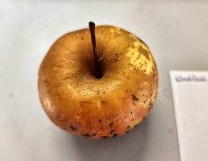 Heirloom apple, Windfall Golden variety