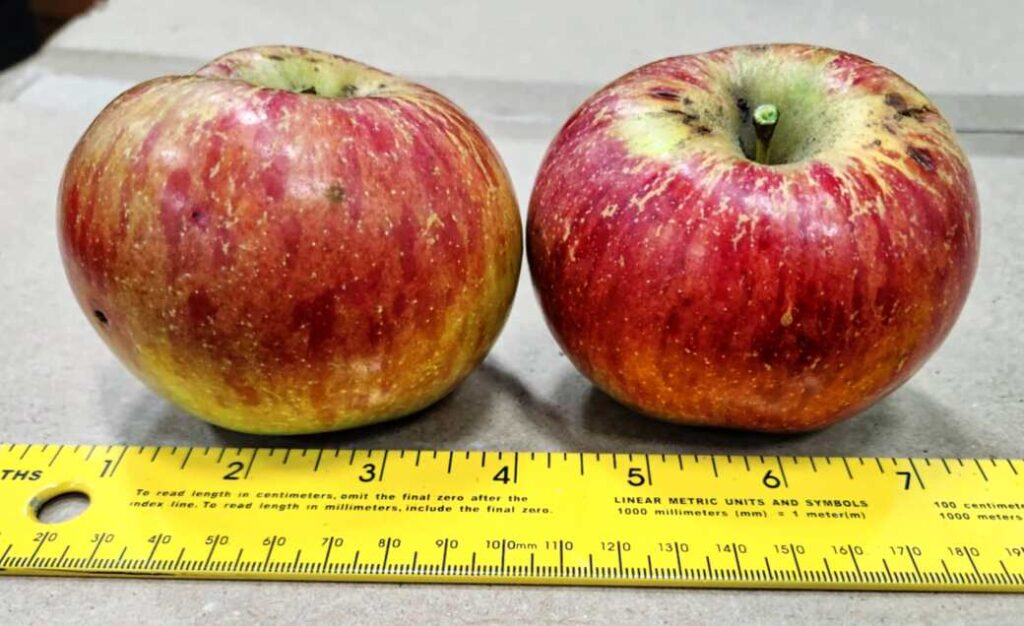 Fireside apple, heirloom, with yellow ruler