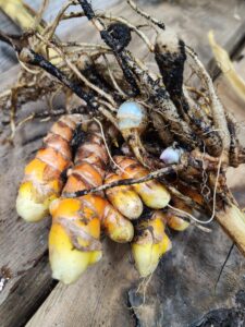 Comparison of red Hawaiian turmeric (curcuma longa) and blue turmeric (curcuma caesia) rhizomes grown in indoor planters in Iowa