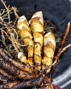 Green turmeric (curcuma longa) rhizomes, grown in indoor planters in Iowa