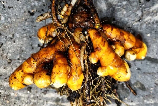 Hawaiian red turmeric (curcuma longa) rhizomes, grown in indoor planters in Iowa