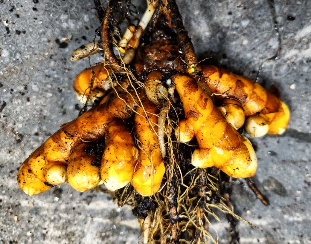 Midwest Turmeric Production Updates