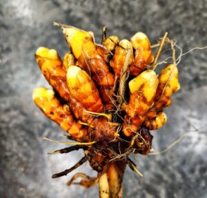 Hawaiian red turmeric (curcuma longa) rhizomes, grown in indoor planters in Iowa