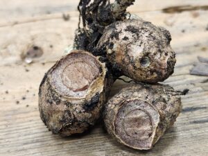 Black ginger rhizomes (Kaempferia parviflora), container-grown in Iowa