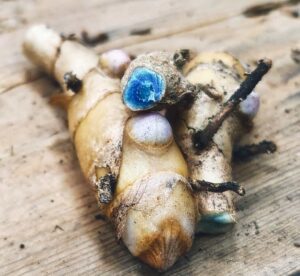 Black turmeric rhizomes (curcuma caesia), container-grown in Iowa