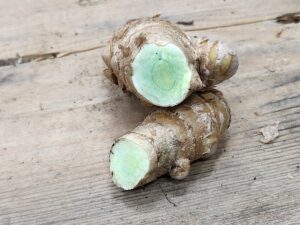 Green turmeric rhizomes (curcuma longa), container-grown in Iowa