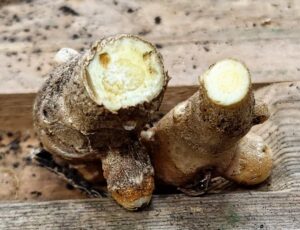 Mango ginger rhizomes (curcuma amada), container-grown in Iowa