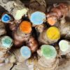 A rainbow of turmeric rhizomes including Hawaiian red, yellow, green, blue, and black turmeric, plus mango ginger (curcuma longa, curcuma caesia, and curcuma amada), all container-grown in Iowa