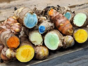 A rainbow stack of turmeric rhizomes including Hawaiian red, yellow, green, blue, and black turmeric, plus mango ginger (curcuma longa, curcuma caesia, and curcuma amada), all container-grown in Iowa