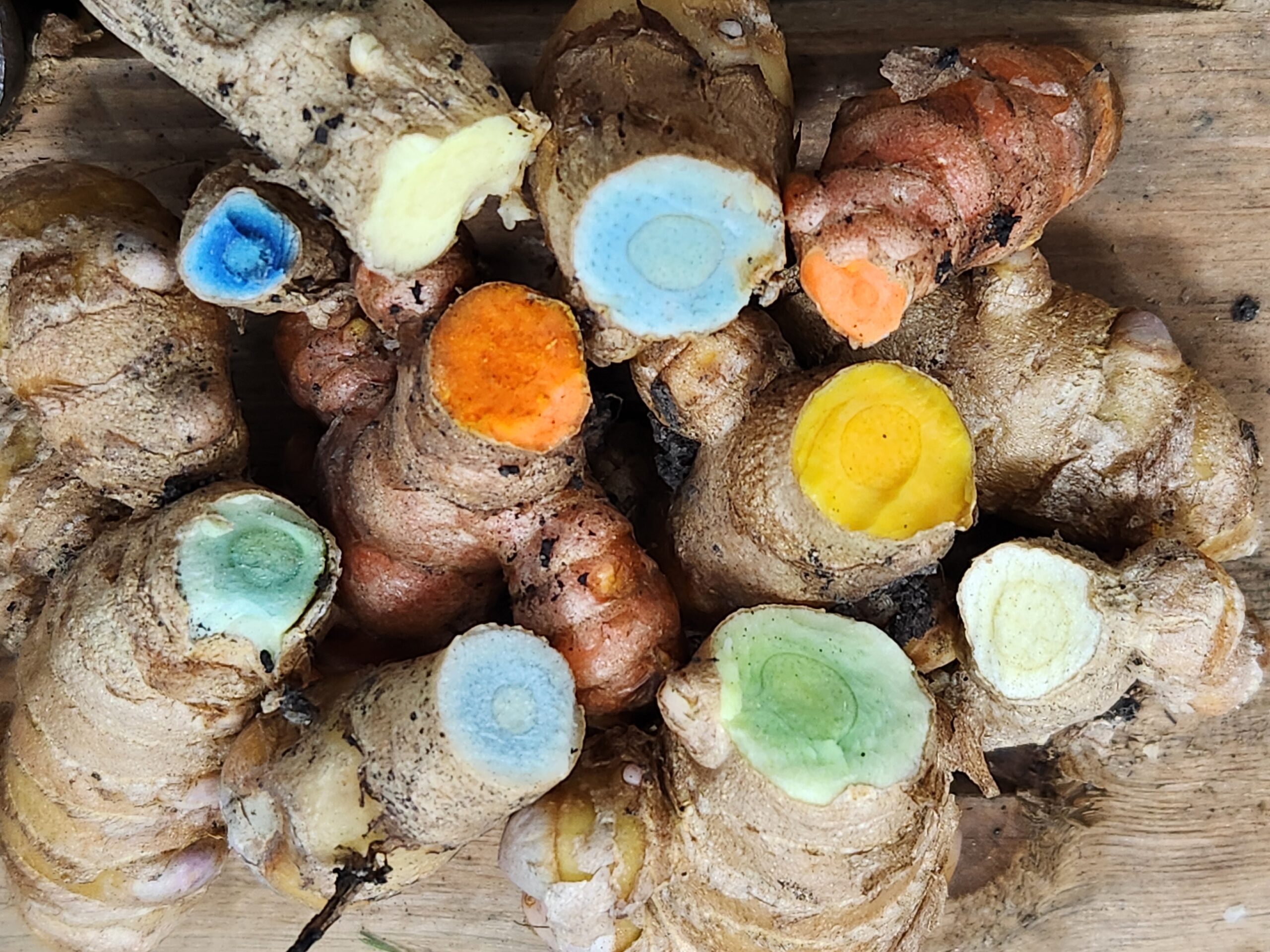 Grow a Turmeric Rainbow in the Midwest