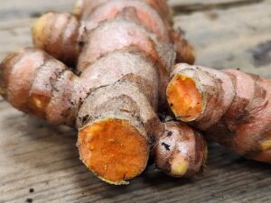 Hawaiian red turmeric rhizomes (curcuma longa), container-grown in Iowa