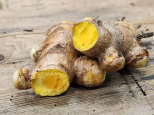 Yellow turmeric rhizomes (curcuma longa), container-grown in Iowa