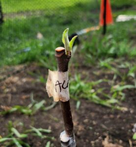Alatau bench grafted apple tree, red fleshed variety, scion sourced from Hocking Hills Orchard