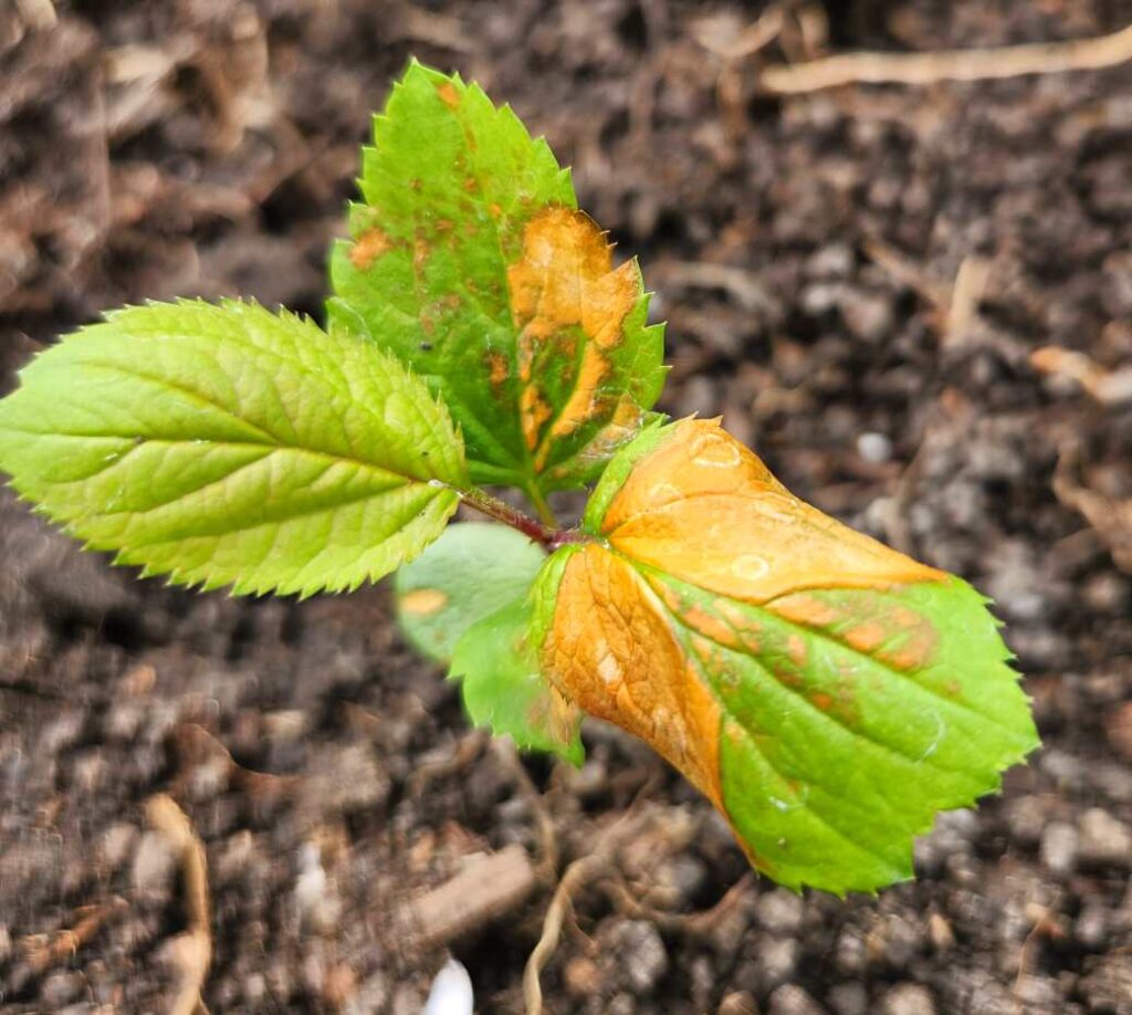 Skillcult's Amberwine crossed with golden russet seedling after outdoor transplanting