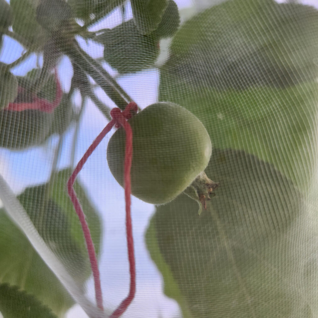 Fruitlet developing in mesh bag; part of Grumpy Pants Plant's apple breeding attempts