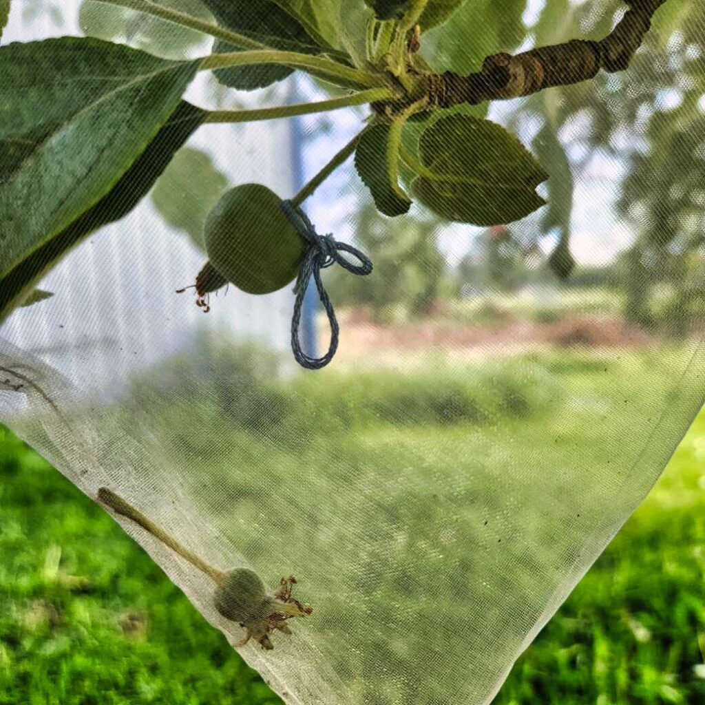 Apple fruitlet and June drop in mesh bag; part of Grumpy Pants Plants apple breeding attempts