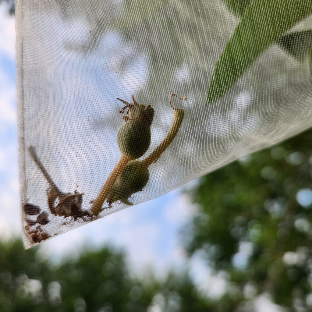 Apple June drop in mesh bag