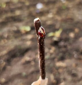 Cornish gilliflower bench grafted apple tree, an heirloom variety