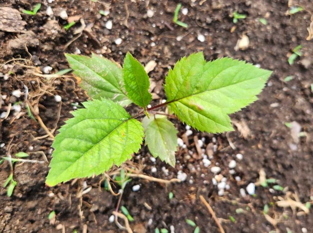 Open pollinated egremont russet seedling after outdoor transplanting, from small Iowa farm