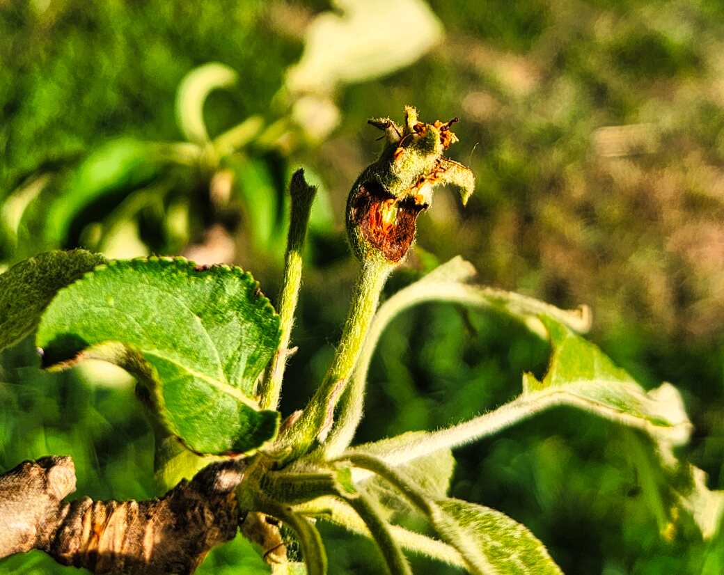 Apple fruitlet that has been eaten by a bug