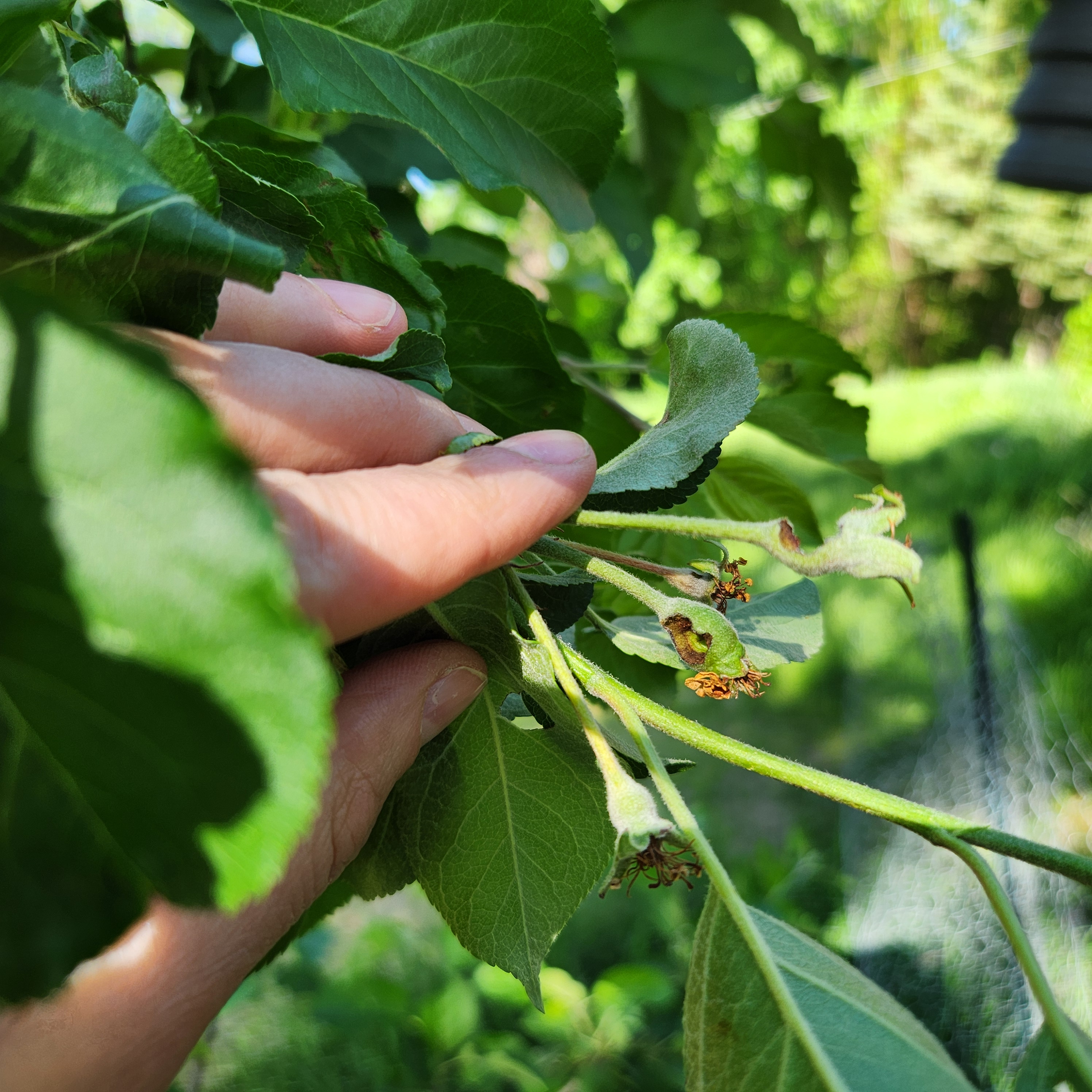 Apple fruitlets completely eaten by an insect pest