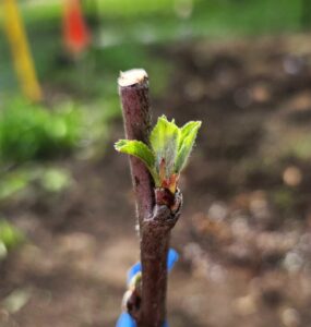 Pinker lady bench grafted apple tree, a Steven Edholm (Skillcult) introduction