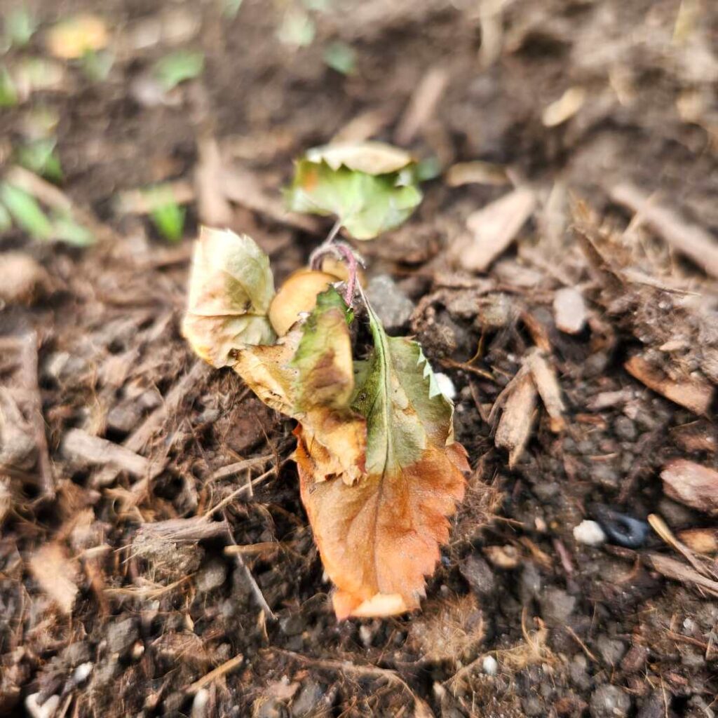 Mystery seedling from Seed Saver's Exchange, did not survive outdoor transplanting