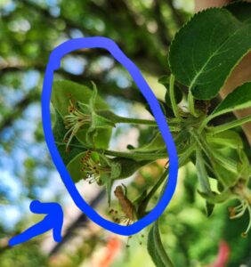 Apple bud forming from fireside x jellybean cider cross, note enlargement of fruit bud/ovule