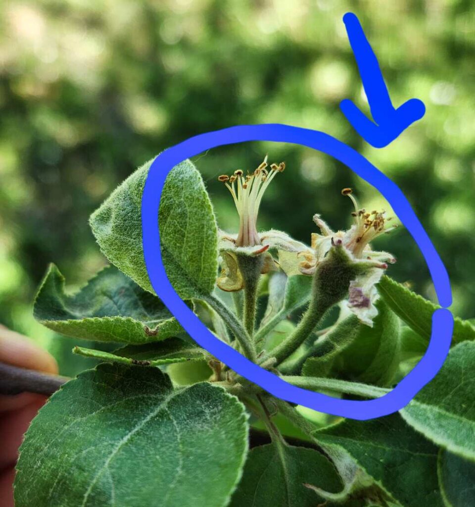 Apple bud forming from fireside x jellybean cider cross, note enlargement of fruit bud/ovule