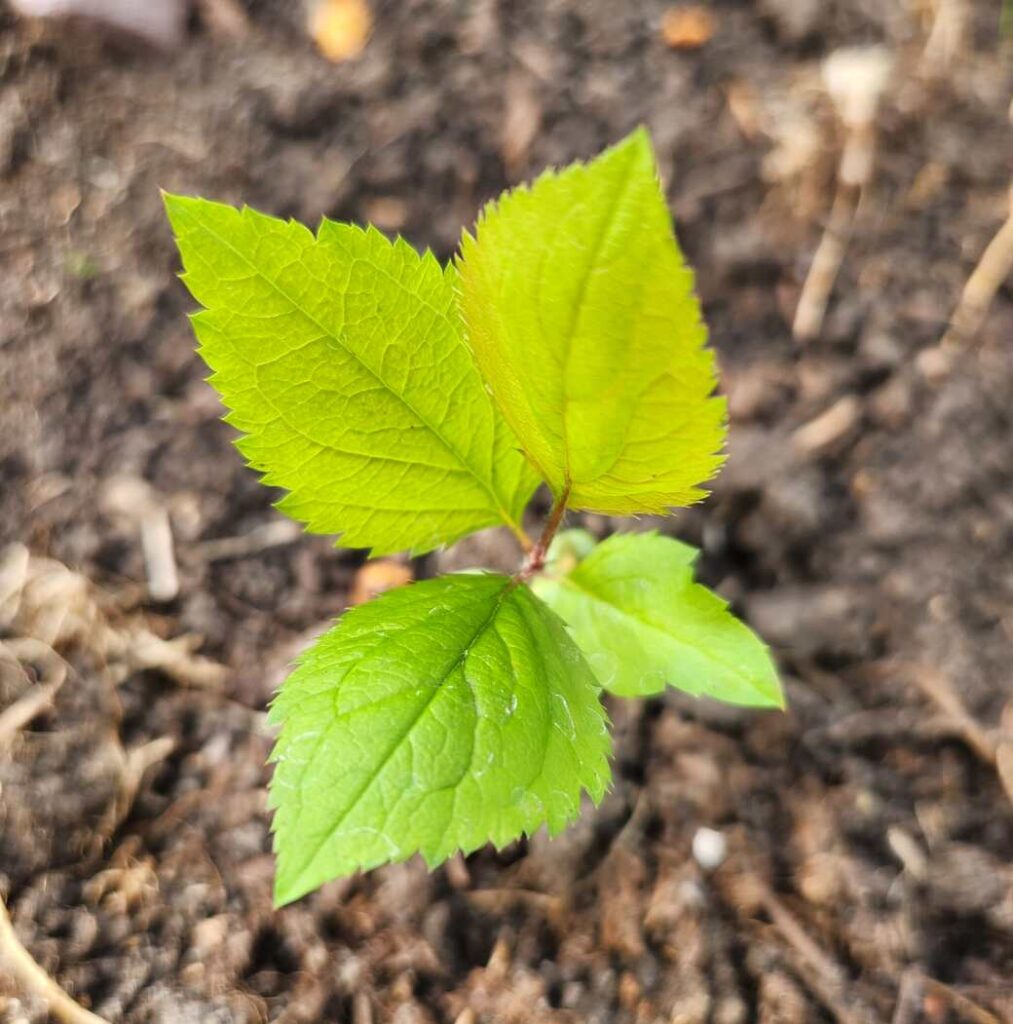 Open pollinated windfall golden seedling after outdoor transplanting, from Seed Saver's Exchange apple