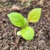 Open pollinated windfall golden seedling after outdoor transplanting, from Seed Saver's Exchange apple