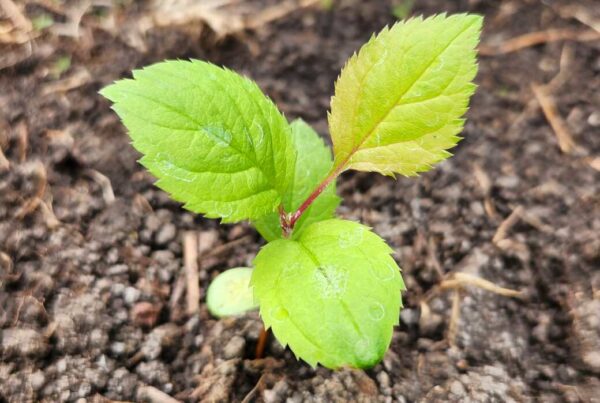 Open pollinated windfall golden seedling after outdoor transplanting, from Seed Saver's Exchange apple